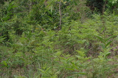 Pteridium centrali-africanum