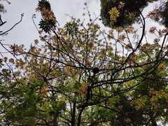 Ceiba speciosa