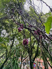 Mucuna sempervirens