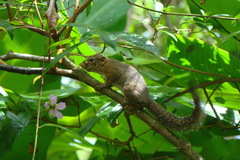 Sundasciurus tenuis