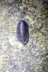Laxta granicollis