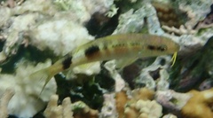 Parupeneus multifasciatus