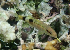 Parupeneus multifasciatus