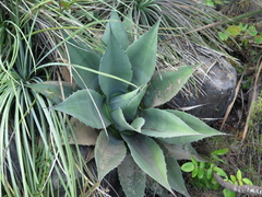 Agave ovatifolia