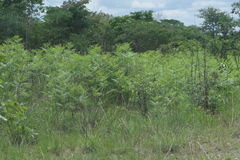 Pteridium centrali-africanum