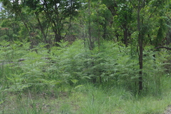 Pteridium centrali-africanum