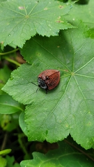Cyrtonota textilis