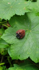 Cyrtonota textilis