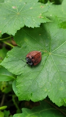 Cyrtonota textilis