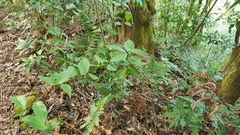 Maesa japonica