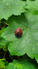 Cyrtonota textilis
