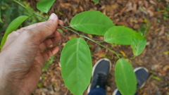 Maesa japonica