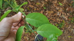 Maesa japonica