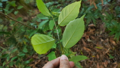 Maesa japonica