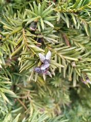 Calliphora vicina