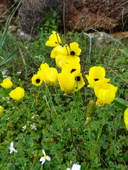 Ranunculus asiaticus
