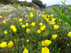 Ranunculus asiaticus