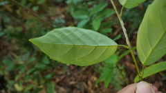 Maesa japonica