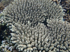 Acropora tenuis