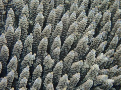 Acropora tenuis