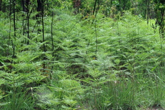 Pteridium centrali-africanum
