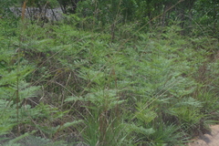 Pteridium centrali-africanum