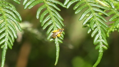 Chilalictus