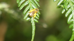 Chilalictus