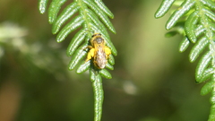 Chilalictus