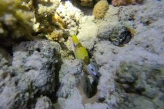 Gymnothorax rueppelliae
