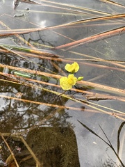 Utricularia aurea