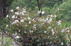 Bauhinia petersiana