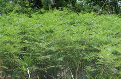 Pteridium centrali-africanum