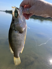 Serranochromis altus