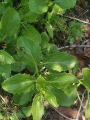 Senecio pleistocephalus