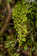 Lindsaea microphylla