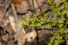 Lindsaea microphylla