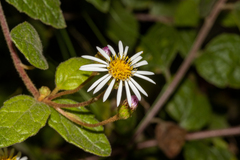 Olearia tomentosa
