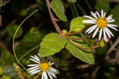 Olearia tomentosa
