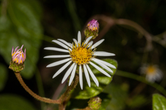 Olearia tomentosa