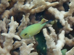 Chromis