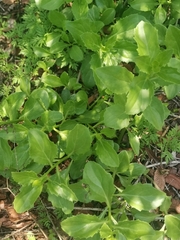 Senecio pleistocephalus