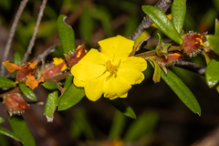 Hibbertia bracteata