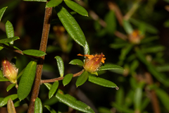 Hibbertia bracteata