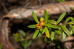 Hibbertia bracteata