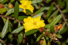 Hibbertia bracteata