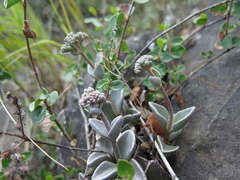 Lenophyllum guttatum