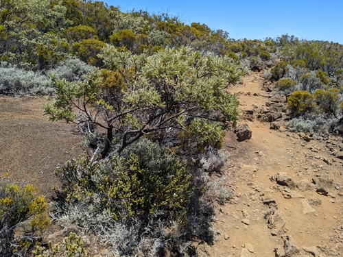 Image of Sophora denudata by (c) Denis Bastianelli, some rights reserved (CC BY)