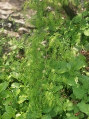 Asparagus buchananii