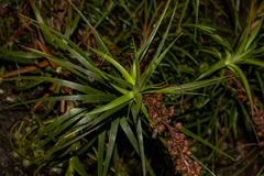 Dracophyllum secundum